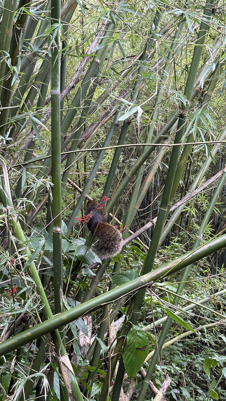 北投惇敘商工・橫嶺古道、太子亭遺跡、紗帽山散步之旅｜使用蔡司雙筒望遠鏡ZEISS Victory Pocket 10x25