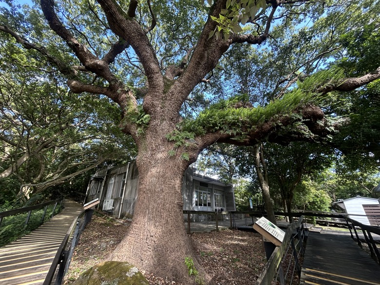 【小惡魔驫到成功】新春搭捷運，登走滿山古蹟的芝山岩步道