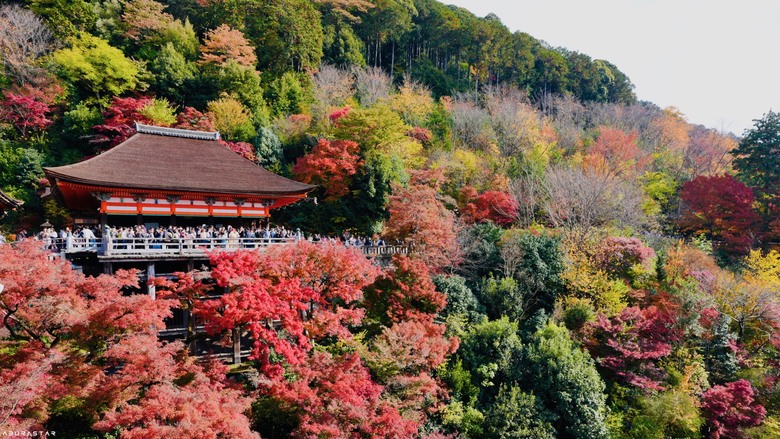 京都楓紅+富士山的10天日韓自由行