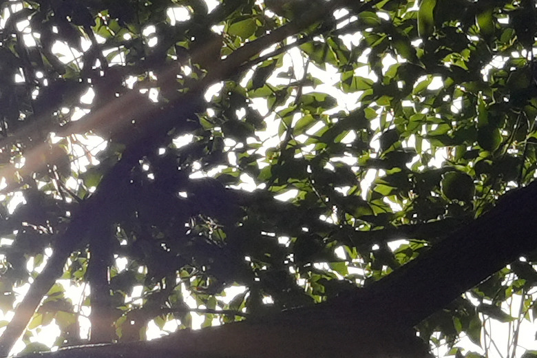 Zeiss Otus ML 1.4/50 & 1.4/85 雙鏡評測｜無反手動鏡的天花板、極致解像力的展現！