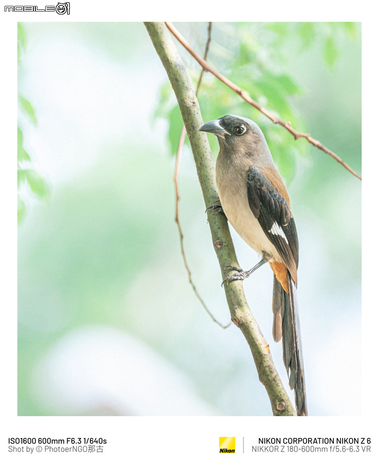 2025重啟攝影:從鏡頭裡的小鳥們找回攝影的快樂