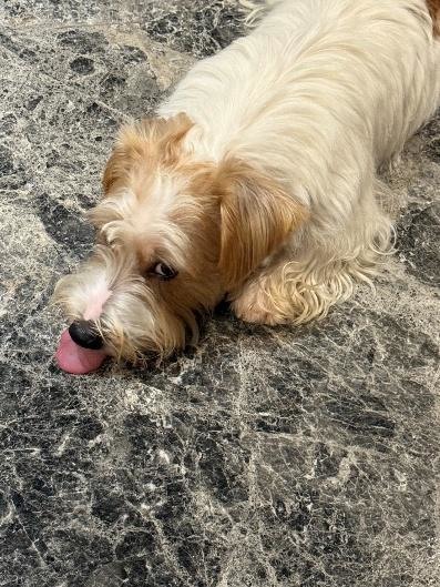 忽視牙齒的代價...洗牙後的保養之路