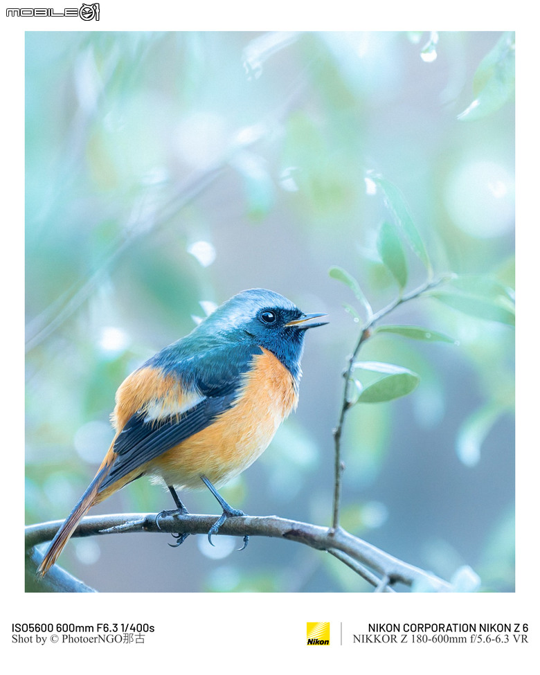 2025重啟攝影:從鏡頭裡的小鳥們找回攝影的快樂