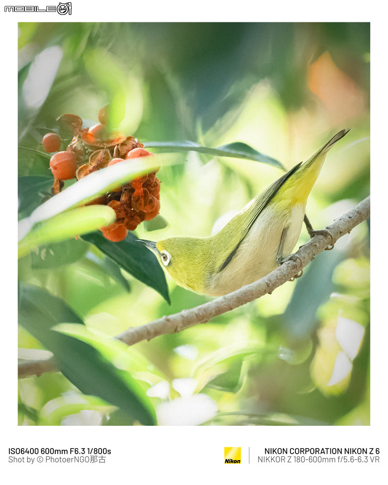 2025重啟攝影:從鏡頭裡的小鳥們找回攝影的快樂