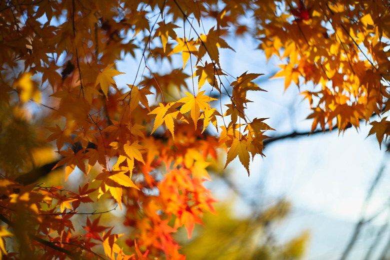 富士五湖與伊豆半島自駕6日遊 part1-山中湖、鉄砲木ノ頭 、本栖湖、河口湖、富士淺間神社
