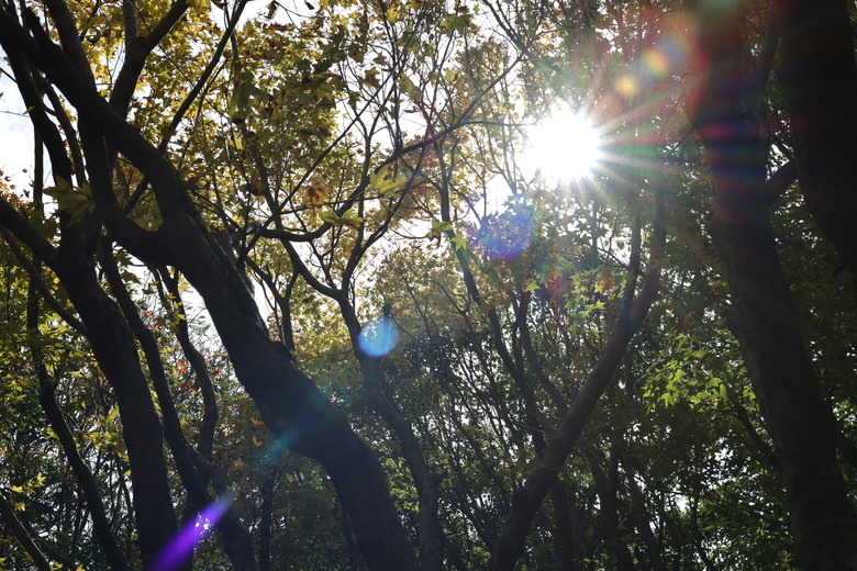 Canon RF 45mm f/1.2 STM 評測報告｜輕量、平價也能享受「超大光圈」！