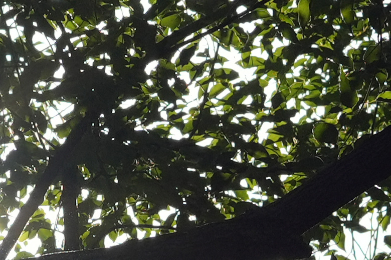 Zeiss Otus ML 1.4/50 & 1.4/85 雙鏡評測｜無反手動鏡的天花板、極致解像力的展現！