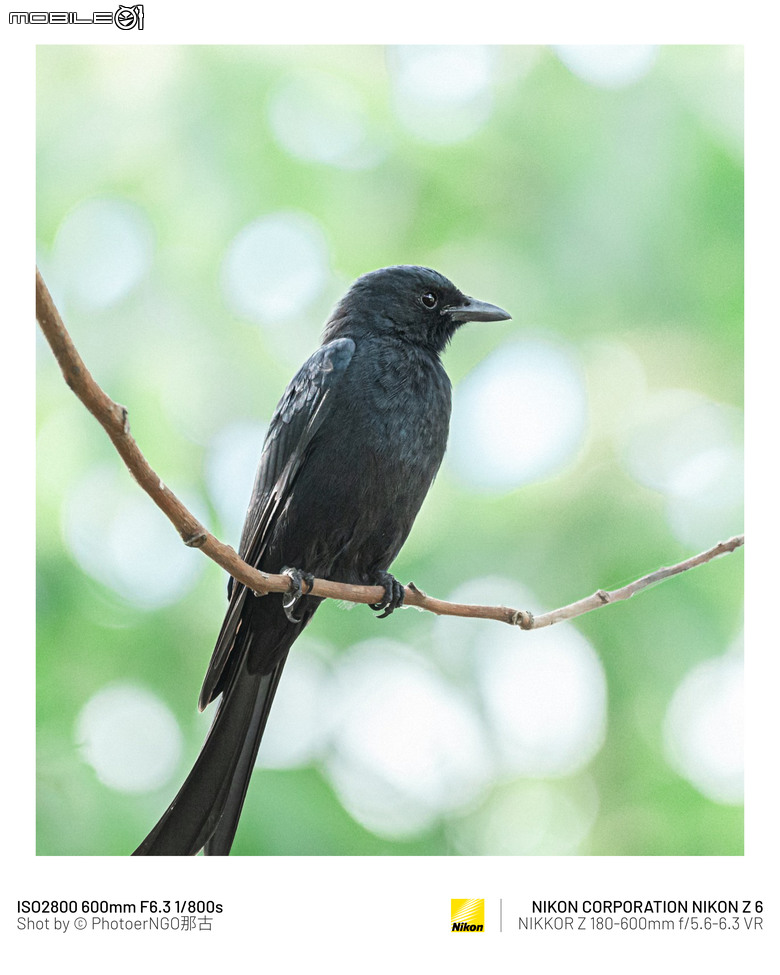 2025重啟攝影:從鏡頭裡的小鳥們找回攝影的快樂