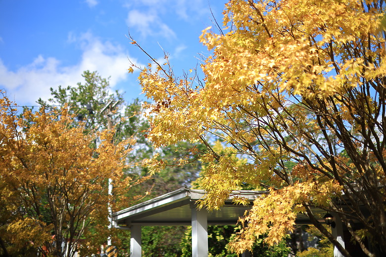 Canon RF 45mm f/1.2 STM 評測報告｜輕量、平價也能享受「超大光圈」！