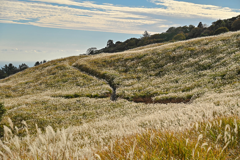 富士五湖與伊豆半島自駕7日遊 part2-城崎海岸、細野高原、爪木埼燈塔