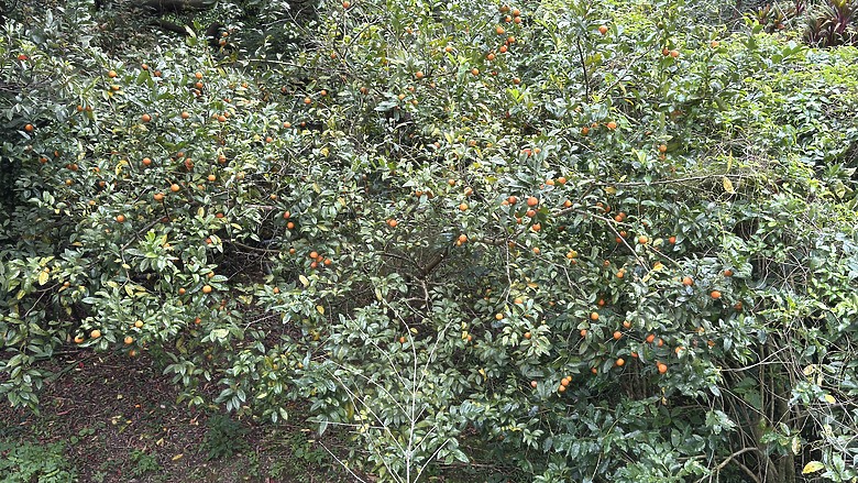 北投惇敘商工・橫嶺古道、太子亭遺跡、紗帽山散步之旅｜使用蔡司雙筒望遠鏡ZEISS Victory Pocket 10x25