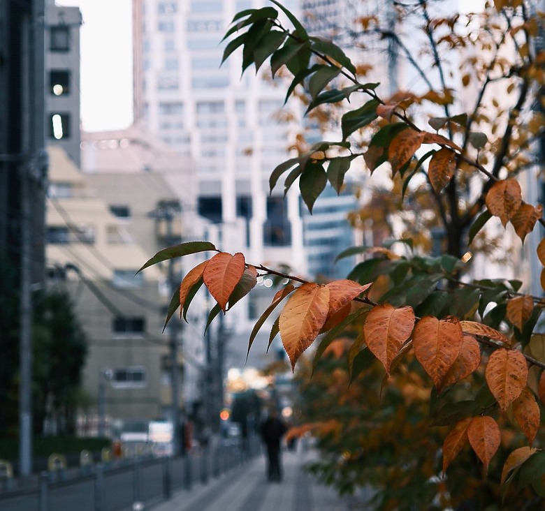 [旅拍圖多] 金澤楓景、富山老街、東京巷弄｜X-T50 + Touit 32mm 邊走邊拍