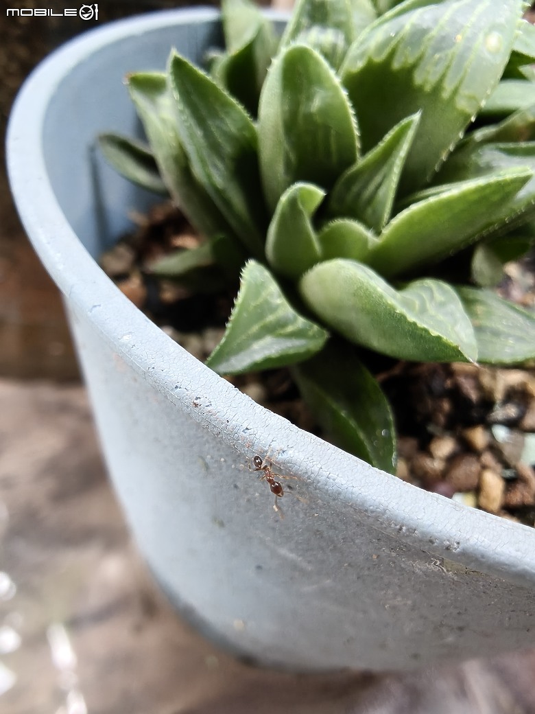 OPPO Reno15 Pro Max 體驗｜2 億畫素主鏡頭加持，實況照片玩法再升級！