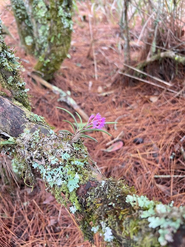 A級百岳完爬的最後一舞…….志佳陽