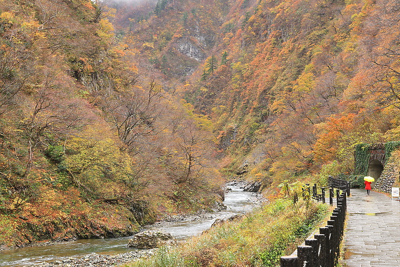 點我看大圖 (映像旅行)“EP3”在新潟感受楓紅綺麗、酒造人文之美with日本東北賞楓自駕輕旅