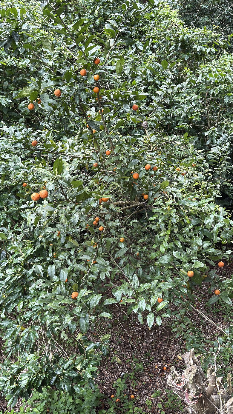 北投惇敘商工・橫嶺古道、太子亭遺跡、紗帽山散步之旅｜使用蔡司雙筒望遠鏡ZEISS Victory Pocket 10x25