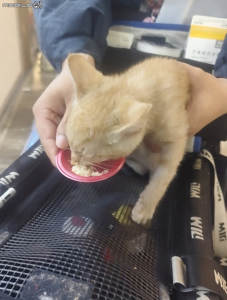 台中寵物展荷包失守分享