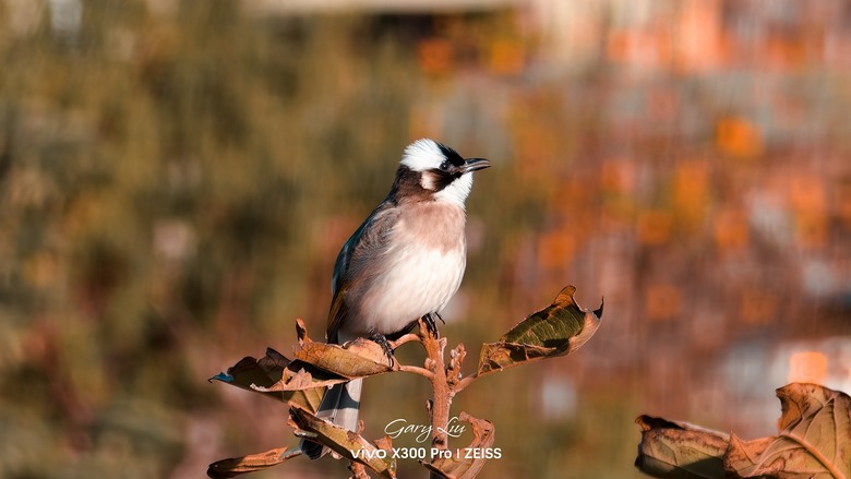 VIVO X300 Pro 嘗試打鳥