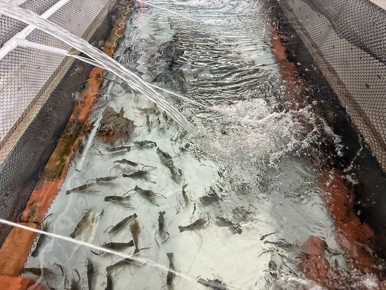 南投薑母鴨推薦，薑母鴨、胡椒全鴨還可以一鍋兩吃，山泉水養殖吳郭魚、現撈泰國蝦，埔里在地美食