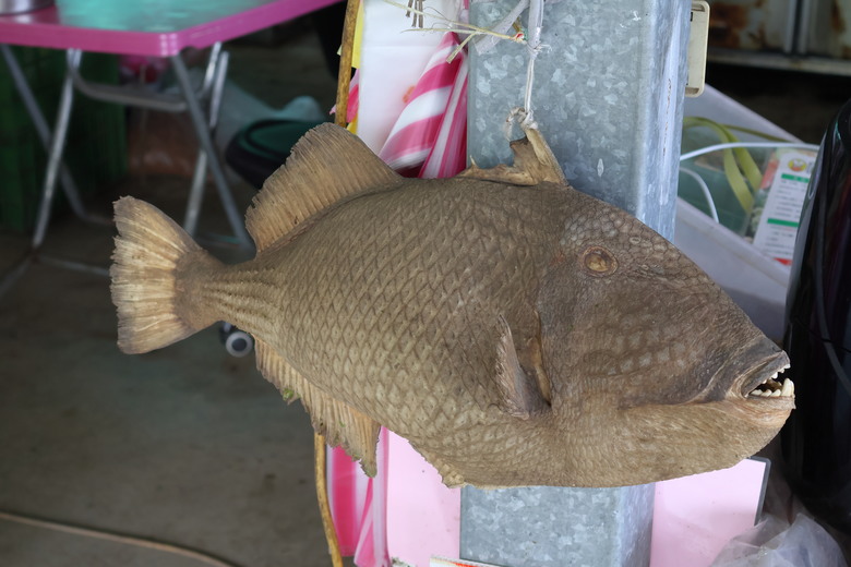 【遊記】一下子「出太陽」，一下子「大霧瀰漫」，一下子在「新北」，一下子在「宜蘭」，千島湖土虱頭 | 石牌縣界公園 - 大漠國渡