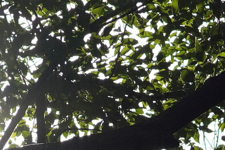 Zeiss Otus ML 1.4/50 & 1.4/85 雙鏡評測｜無反手動鏡的天花板、極致解像力的展現！