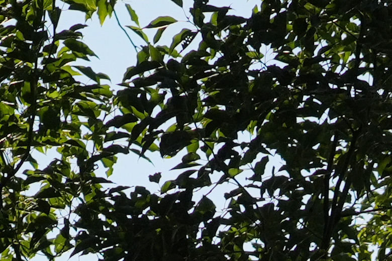 Zeiss Otus ML 1.4/50 & 1.4/85 雙鏡評測｜無反手動鏡的天花板、極致解像力的展現！