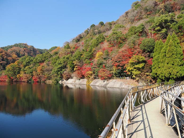 25年11月下旬 關西賞紅葉 [OM1 MK2 + PL 12-60mm]