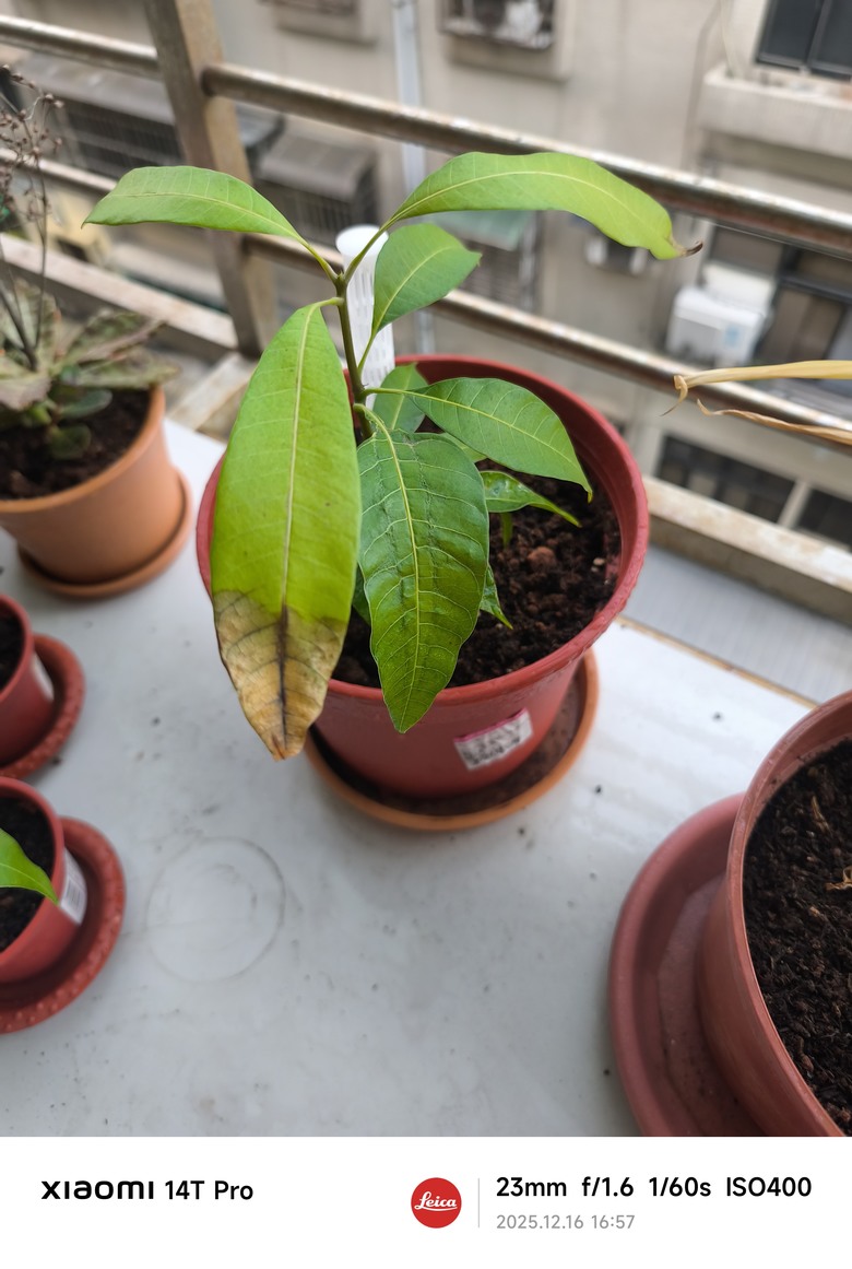 我的芒果樹怎麼了