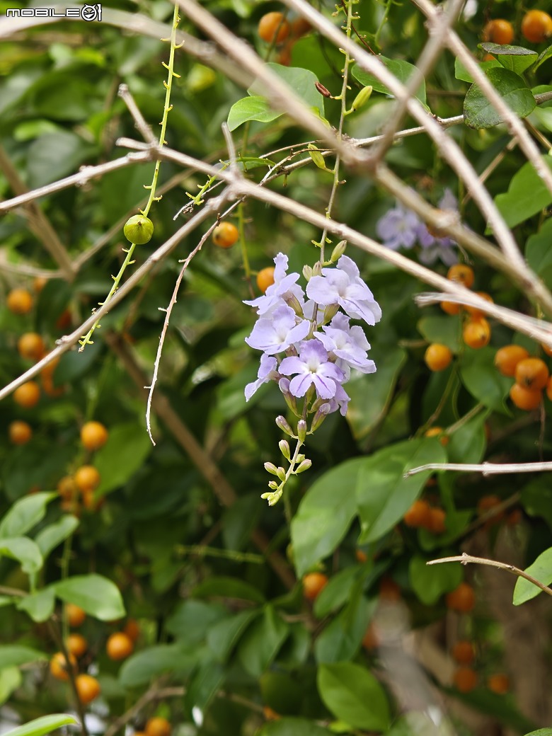 realme GT 8 Pro 體驗｜理光 GR 靈魂上身，全能旗艦闖出新路！