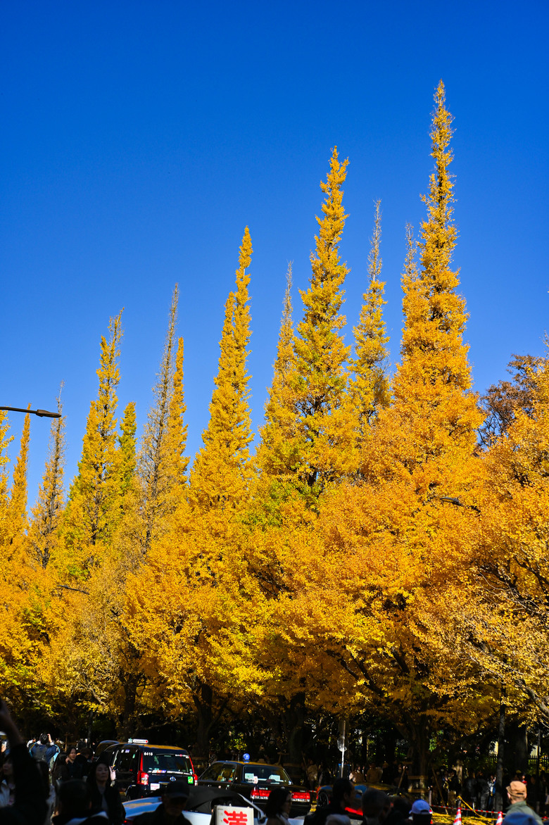 富士五湖與伊豆半島自駕6日遊 part4-堂島、天窓洞、達磨山、韮山反射爐、大室山、一碧湖、明治神宮外苑銀杏林
