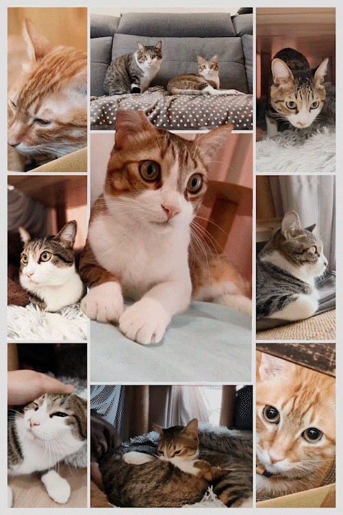 OPPO Reno15 Pro Max 體驗｜2 億畫素主鏡頭加持，實況照片玩法再升級！