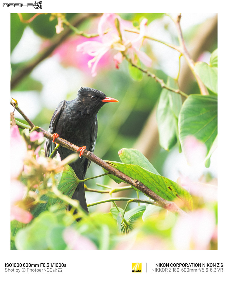 2025重啟攝影:從鏡頭裡的小鳥們找回攝影的快樂