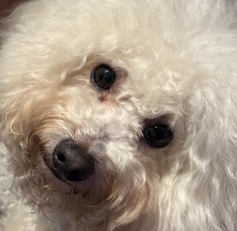 小型犬的眼屎淚痕