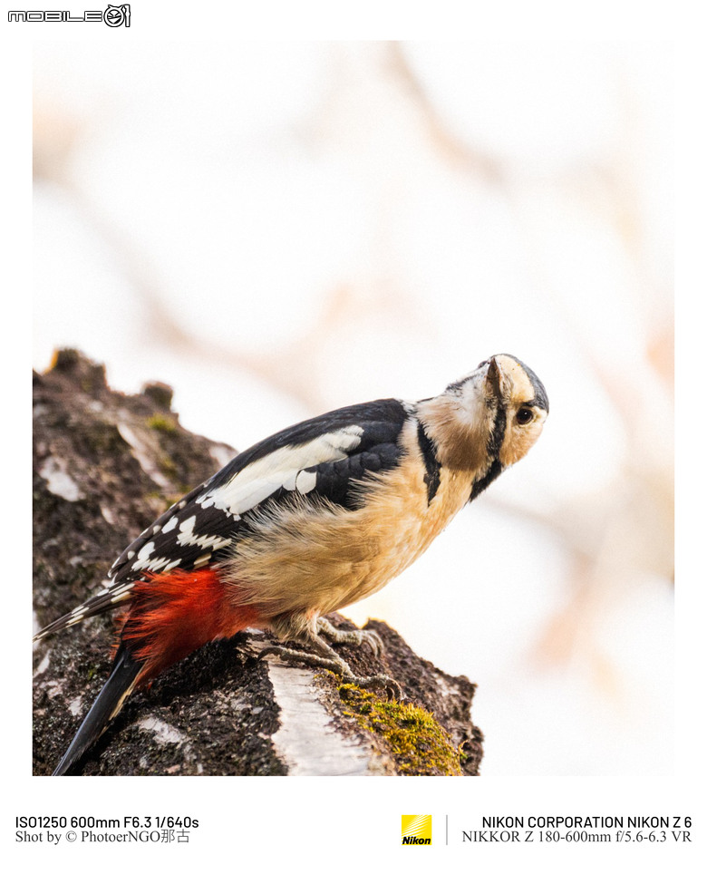 2025重啟攝影:從鏡頭裡的小鳥們找回攝影的快樂