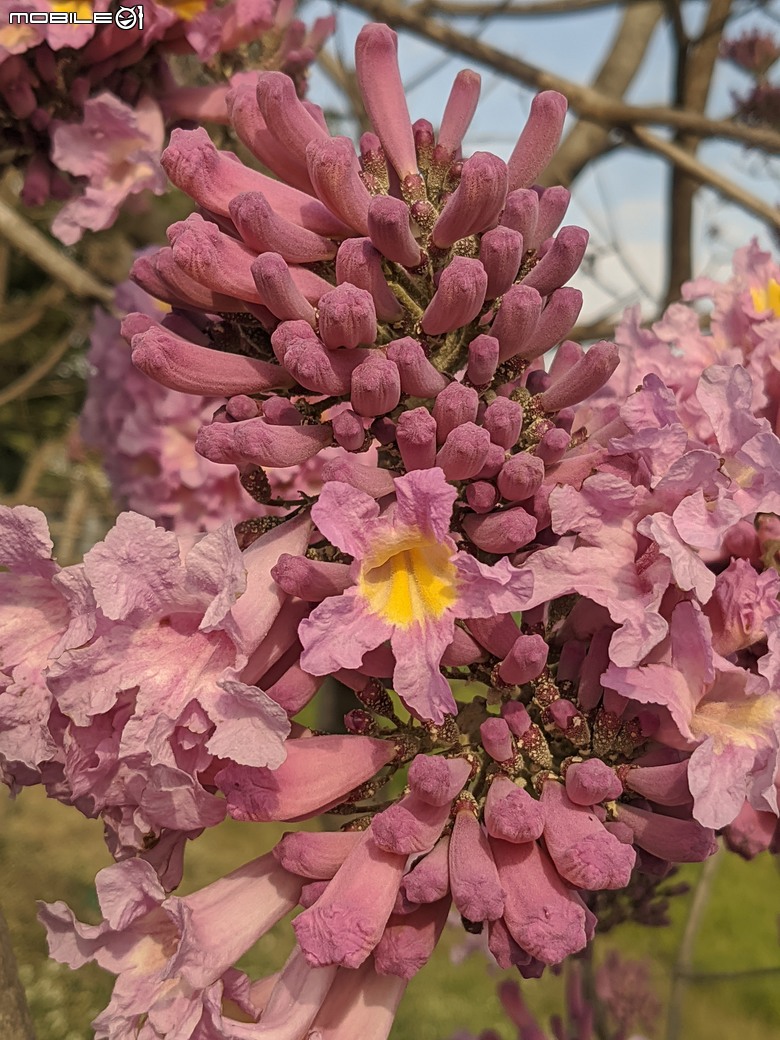非洲芙蓉+紅花風鈴木 台南市仁德區仁德滯洪池 01/25