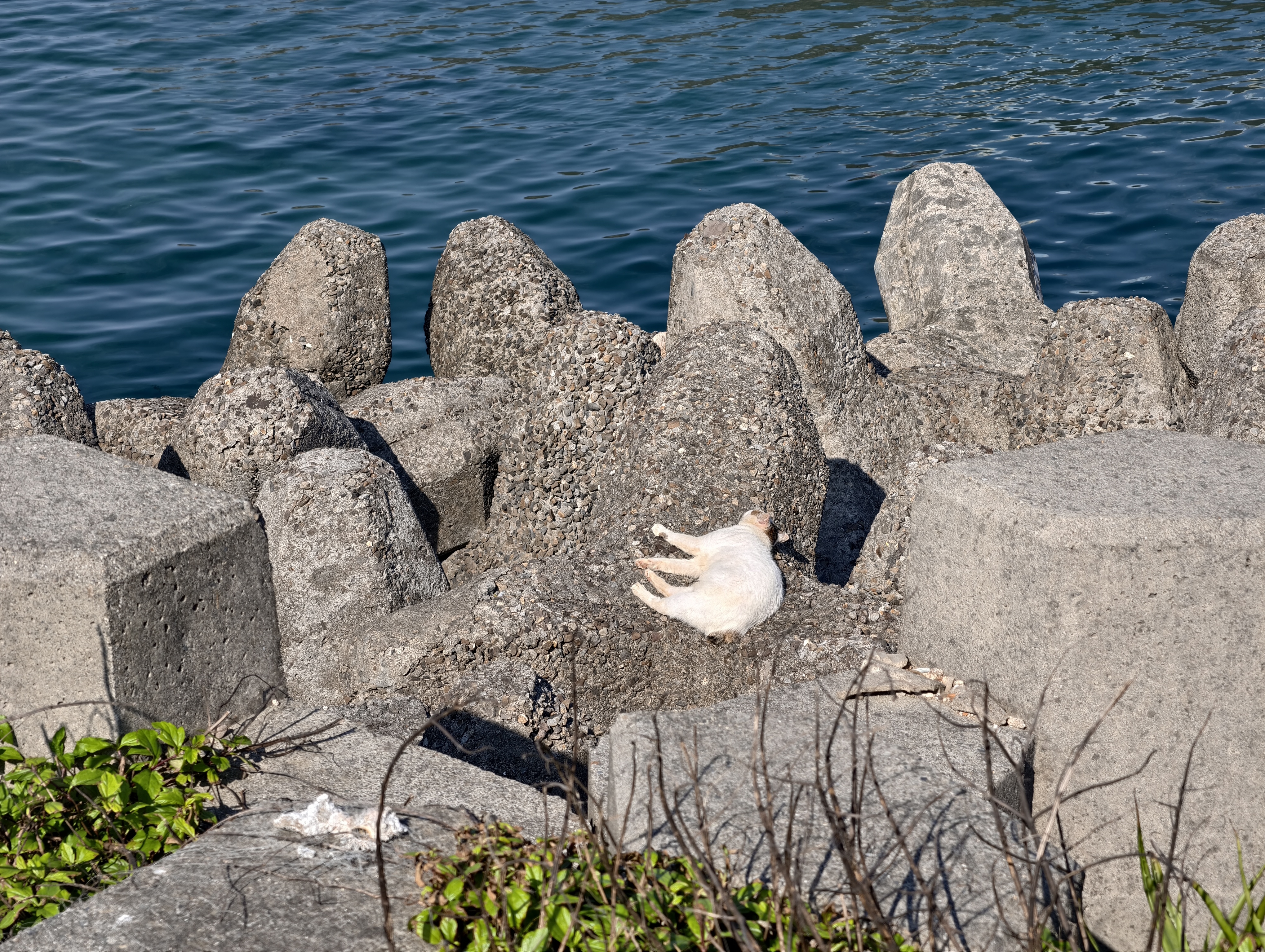 誰會在氣溫 15 度的時候，從台北騎車到馬崗漁港找海兔？（舉手，我）