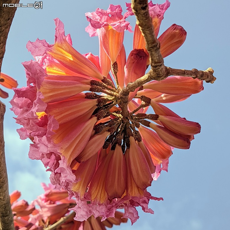 非洲芙蓉+紅花風鈴木 台南市仁德區仁德滯洪池 01/25