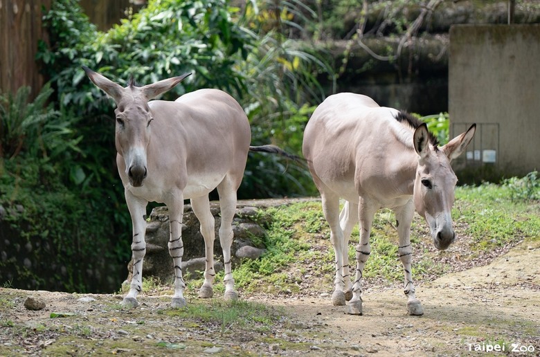 【2026過年去哪兒？】全台唯一「實境辦案」在動物園！跟著偵探霍斯，揭開神祕馬科家族真相！