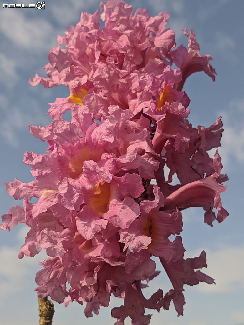 非洲芙蓉+紅花風鈴木 台南市仁德區仁德滯洪池 01/25