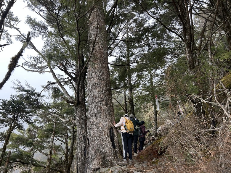 比玉山前峰還難爬的「南橫溪頭山」