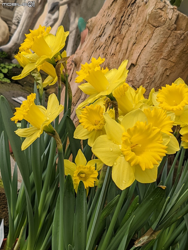 西洋水仙+鬱金香+鐵線蓮+風信子.... 台南市歸仁區七甲花卉區 01/25
