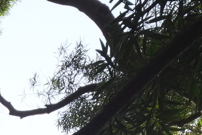 Laowa 12mm f/2.8 Lite Zero-D FF AF 評測報告｜377g 輕量超廣角、零畸變新篇章！