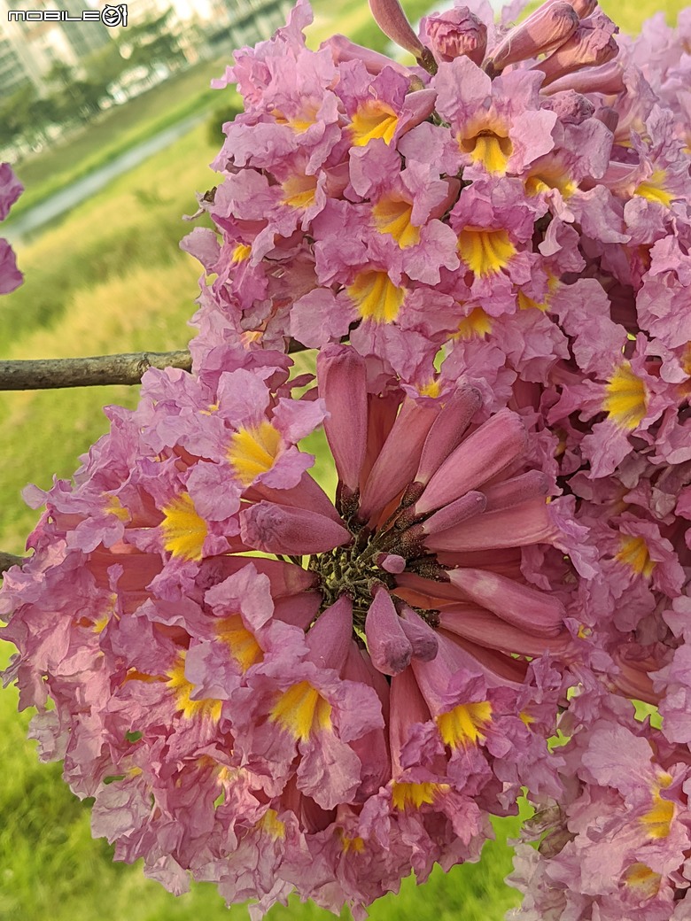 非洲芙蓉+紅花風鈴木 台南市仁德區仁德滯洪池 01/25