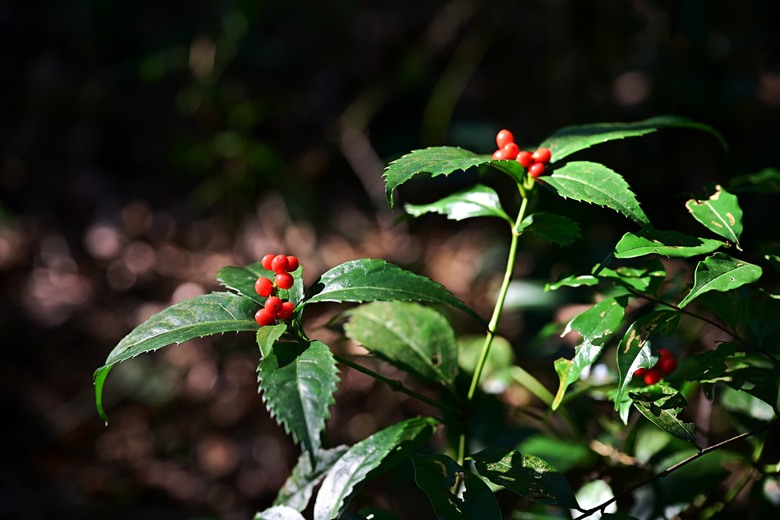 穿越冷冽山霧與崎嶇石階，停留繁花盛景——菜公坑山 O 型環走的人生縮影
