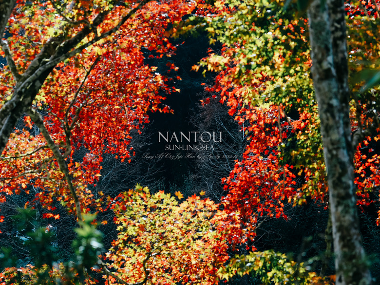 [歲末南投輕旅行] 圖多 A7C2 FE 24-70GM2 FE 85GM2