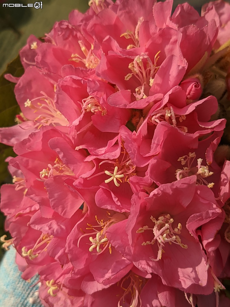 非洲芙蓉+紅花風鈴木 台南市仁德區仁德滯洪池 01/25