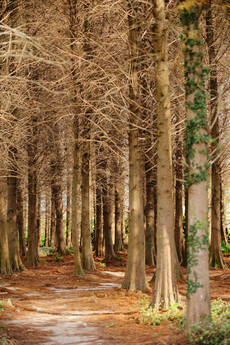 落羽松之森•～•桃園八德