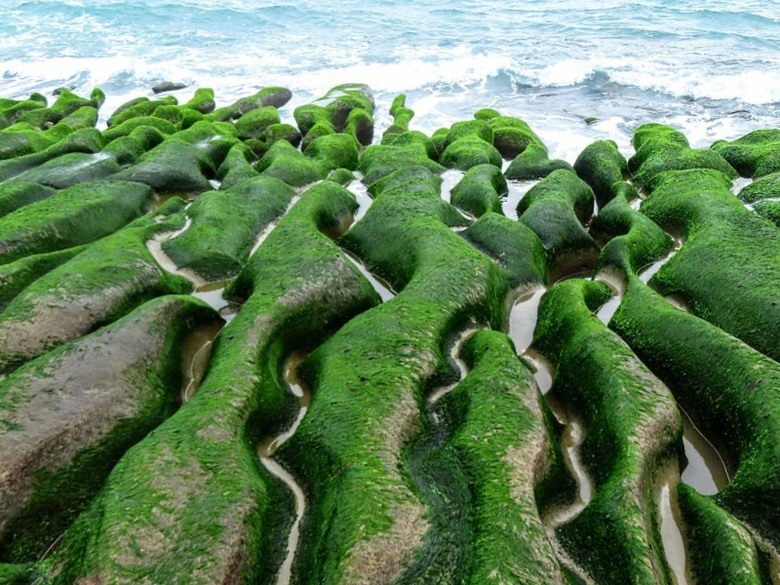 2026老梅綠石槽現蹤！北海岸限定 退潮相遇的自然奇蹟！