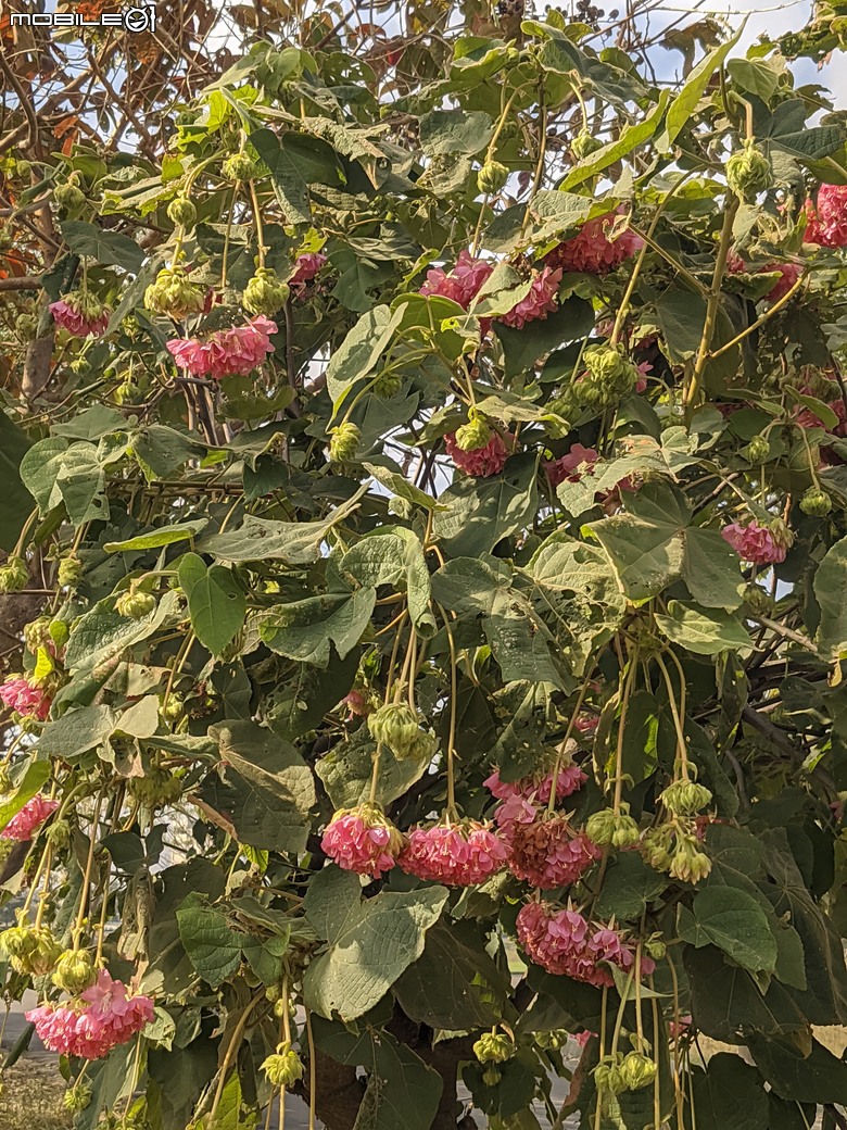 非洲芙蓉+紅花風鈴木 台南市仁德區仁德滯洪池 01/25