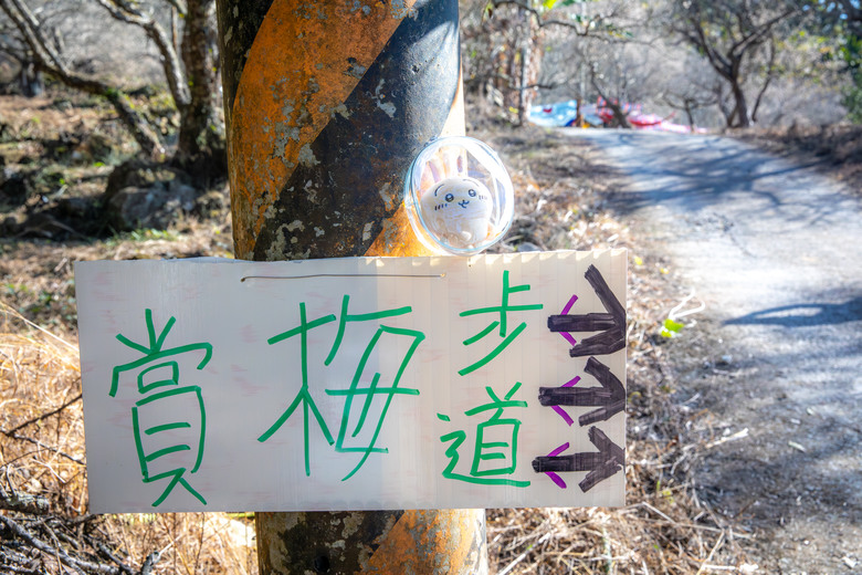 點我看大圖 南投國姓鄉賞梅小旅行|冬末年初最美風景